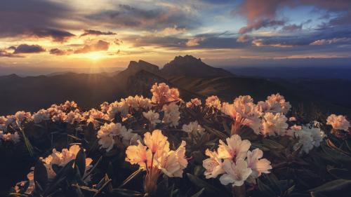 Beautiful flowers in the sunset