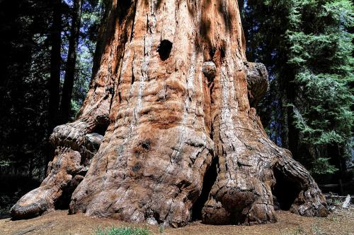 Sequioa Tree National Park California