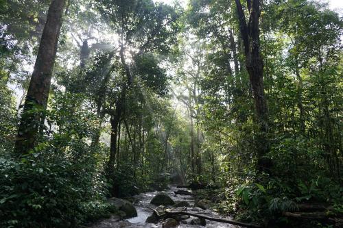 Wild Rain Forest, West Kalimantan, Indonesia