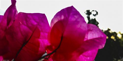 Bougainvillea, i think scientific name is the common name