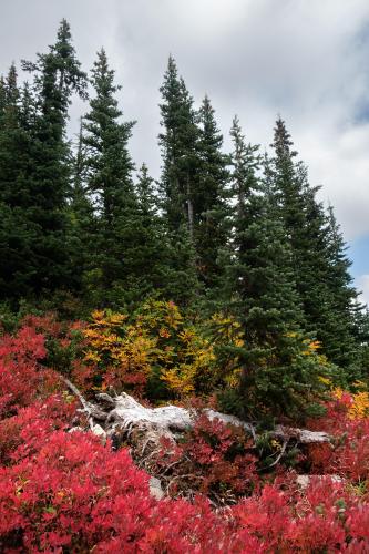 Alpine flora in Washington