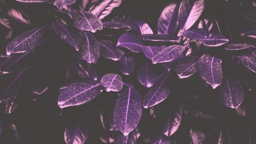 Purple Leaves