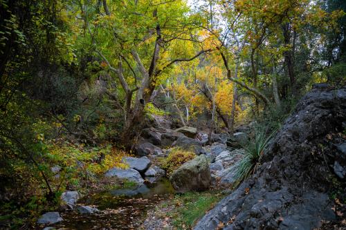 Small Stream in the Green Parts of the Superstition Mountains, Arizona