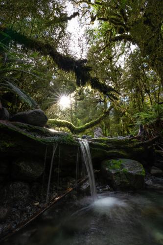 Deep in the rainforest. Milford Sound, New Zealand.