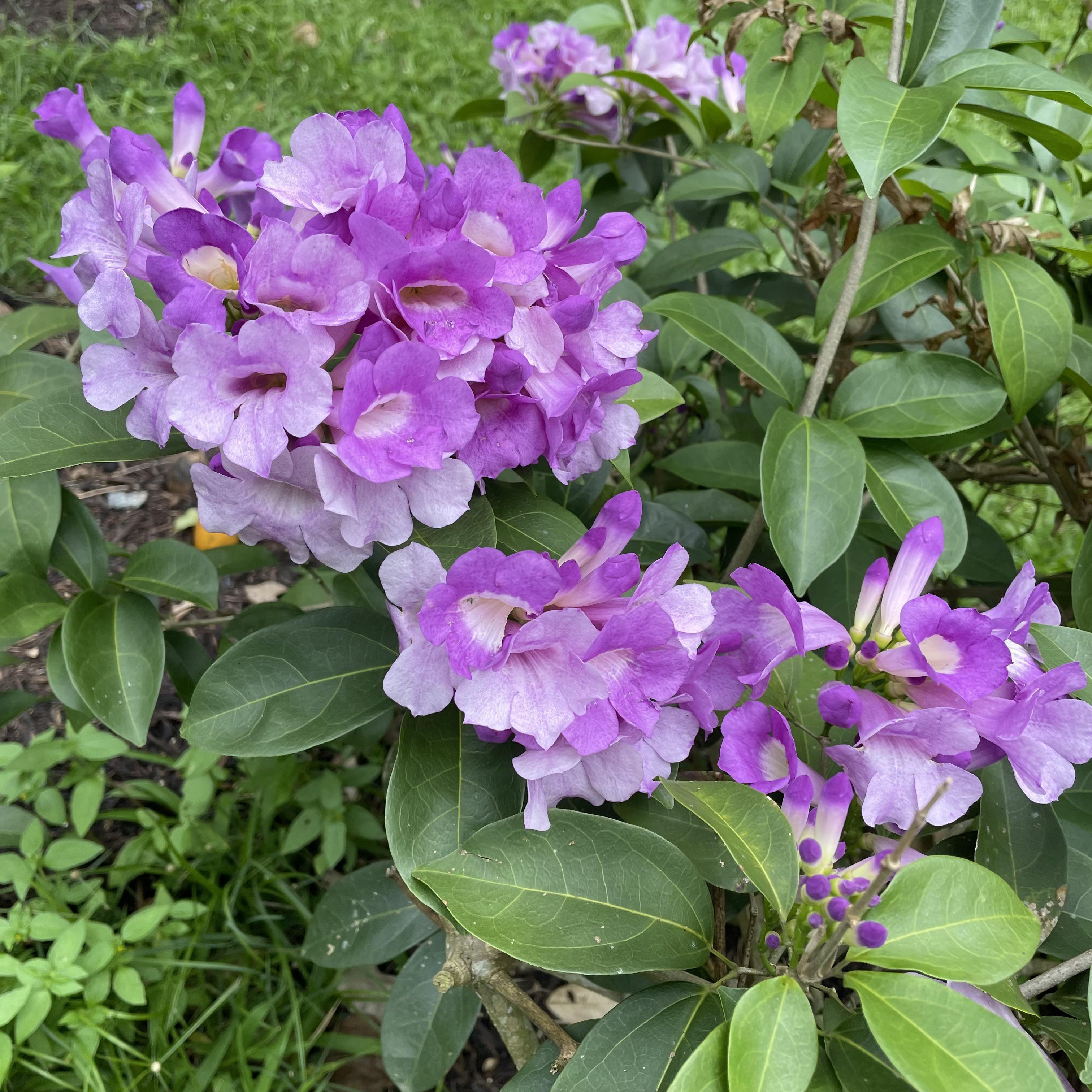 𝙈𝙖𝙣𝙨𝙤𝙖 𝙝𝙮𝙢𝙚𝙣𝙖𝙚𝙖, Garlic vine  [3024x3024]