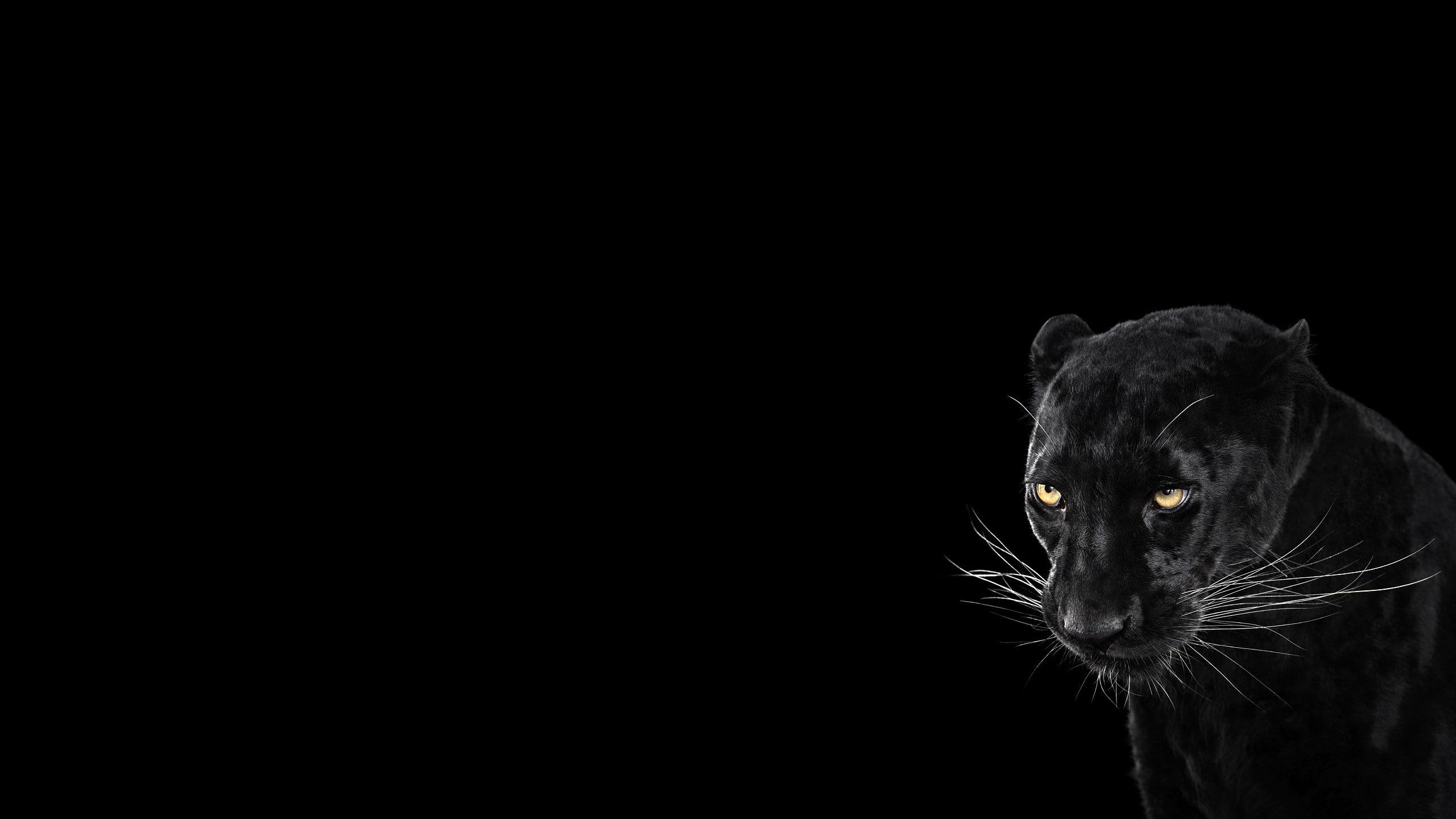 Wallpaper image